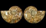 Honey-Orange Ammonite (Argonauticeras) - Befandriana, Madagascar #113122-1